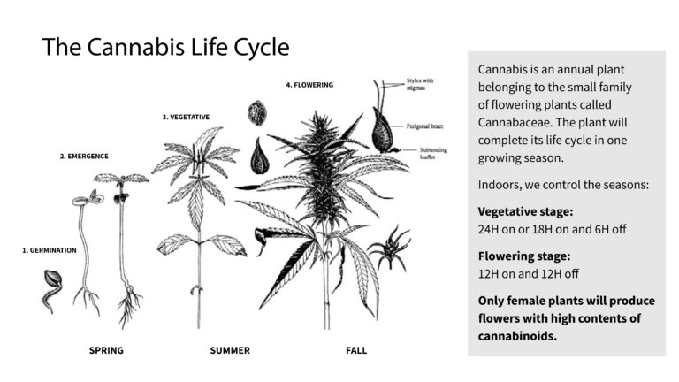 Growing Cannabis 101 – Home Grow Chicago